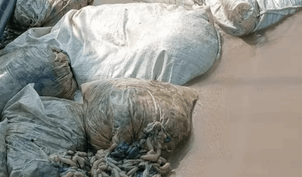 Tumpukan Usus Hewan Pemalang