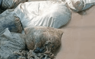 Tumpukan Usus Hewan Pemalang