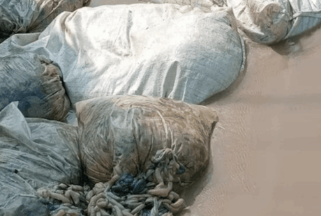 Tumpukan Usus Hewan Pemalang