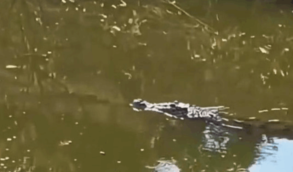 Pemancing Surabaya Temukan Buaya