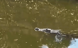 Pemancing Surabaya Temukan Buaya