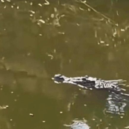 Pemancing Surabaya Temukan Buaya