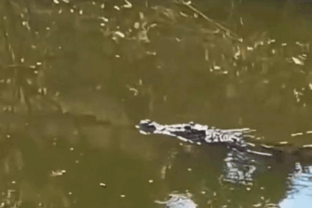 Pemancing Surabaya Temukan Buaya