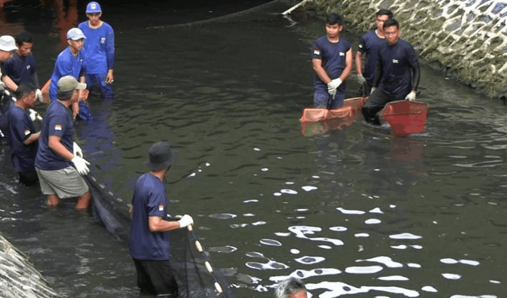 Ikan Sapu-Sapu Kali Ciliwung