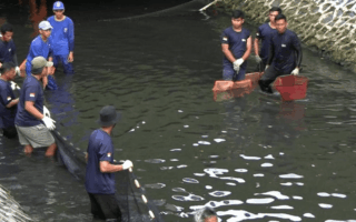 Ikan Sapu-Sapu Kali Ciliwung