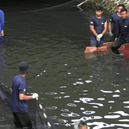 Ikan Sapu-Sapu Kali Ciliwung