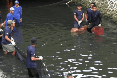 Ikan Sapu-Sapu Kali Ciliwung
