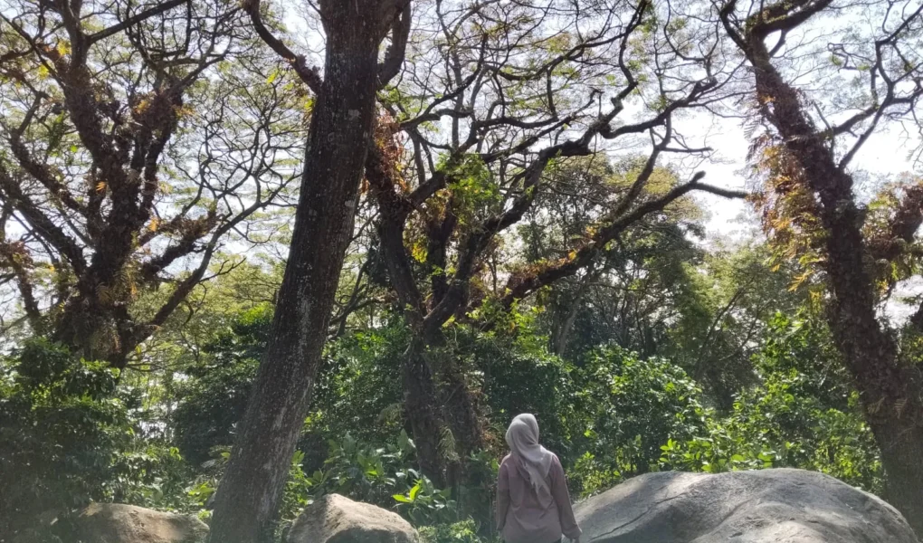 batu cinta kediri - ilustrasi artikel Batu Cinta Kediri, Hutan Viral yang Dijuluki Djawatan Kediri