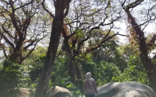 batu cinta kediri - ilustrasi artikel Batu Cinta Kediri, Hutan Viral yang Dijuluki Djawatan Kediri