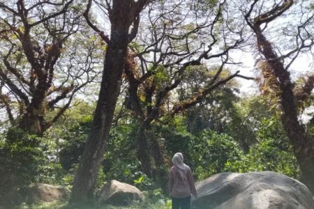 batu cinta kediri - ilustrasi artikel Batu Cinta Kediri, Hutan Viral yang Dijuluki Djawatan Kediri