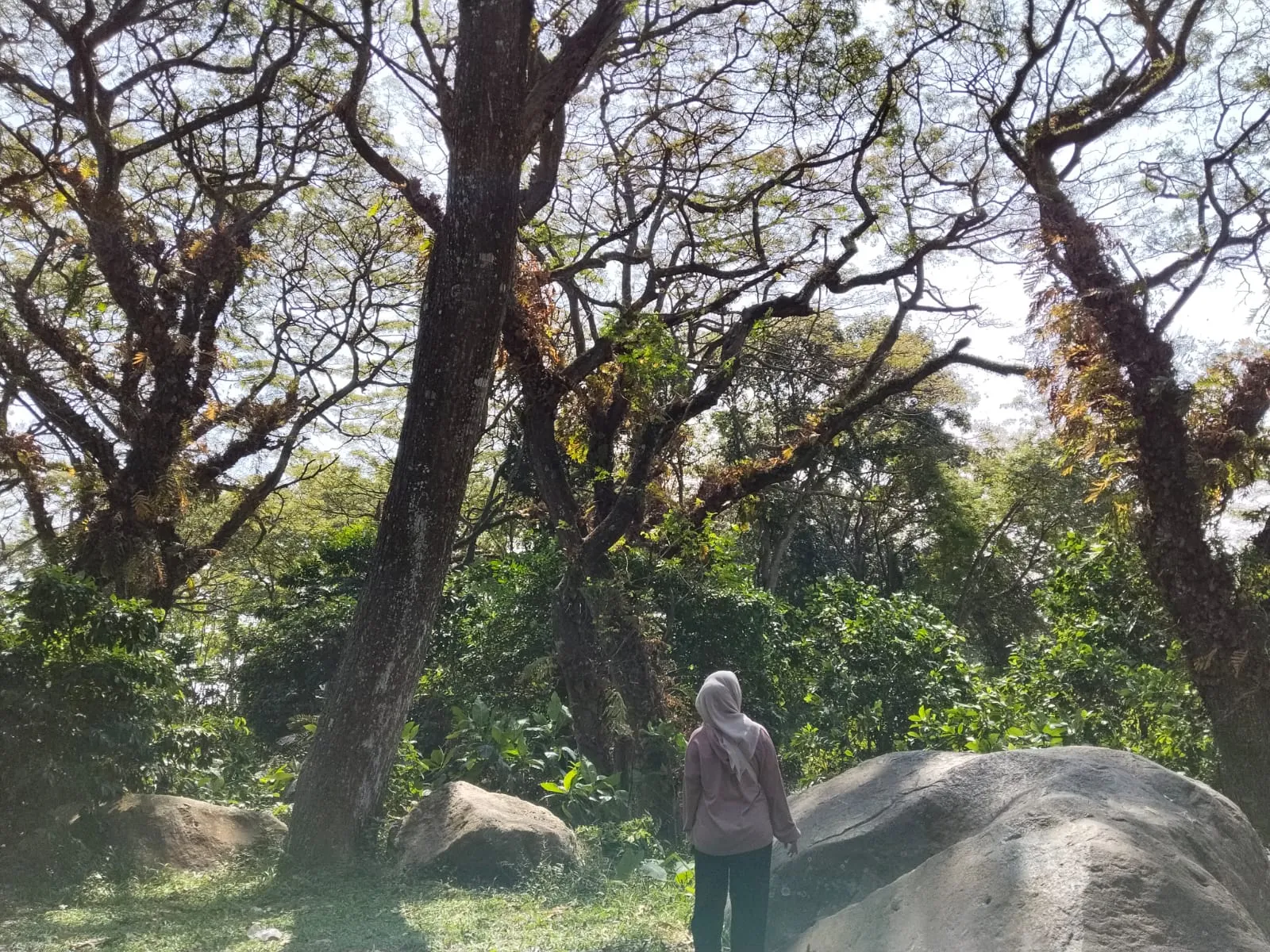 batu cinta kediri Batu Cinta Kediri: Hutan Viral Mirip Djawatan batu cinta kediri - ilustrasi artikel Batu Cinta Kediri, Hutan Viral yang Dijuluki Djawatan Kediri