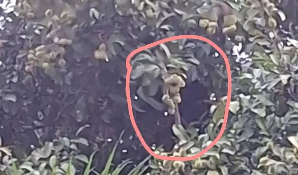 beruang liar rambutan - ilustrasi artikel Beruang Liar Rambutan: Masuk Permukiman di Sungai Paring, Cempaga Kotim