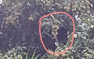 beruang liar rambutan - ilustrasi artikel Beruang Liar Rambutan: Masuk Permukiman di Sungai Paring, Cempaga Kotim