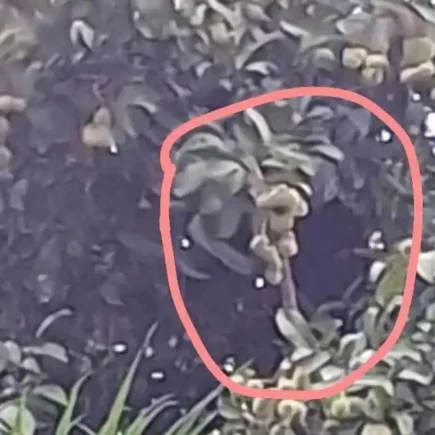 beruang liar rambutan - ilustrasi artikel Beruang Liar Rambutan: Masuk Permukiman di Sungai Paring, Cempaga Kotim