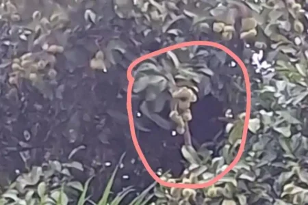 beruang liar rambutan - ilustrasi artikel Beruang Liar Rambutan: Masuk Permukiman di Sungai Paring, Cempaga Kotim