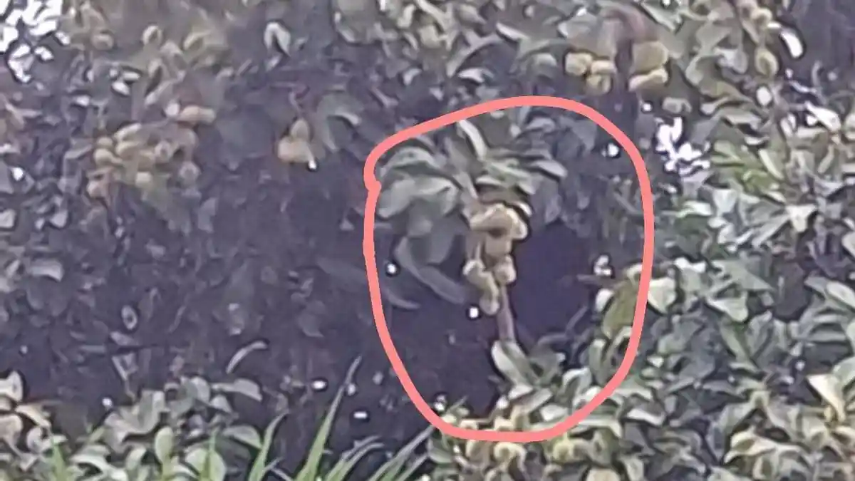 beruang liar rambutan - ilustrasi artikel Beruang Liar Rambutan: Masuk Permukiman di Sungai Paring, Cempaga Kotim