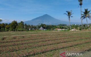 kekeringan sektor tanaman - ilustrasi artikel Pemerintah Kabupaten Garut Mitigasi Kekeringan Sektor Tanaman saat Kemarau