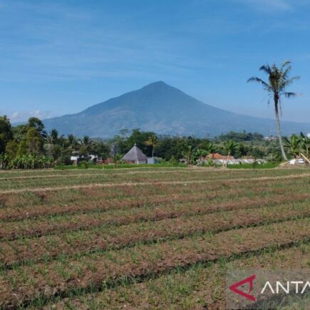kekeringan sektor tanaman - ilustrasi artikel Pemerintah Kabupaten Garut Mitigasi Kekeringan Sektor Tanaman saat Kemarau
