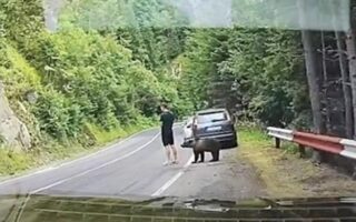 beruang cokelat - ilustrasi artikel Turis Tak Sadar Dicium Beruang Cokelat di Transfagarasan