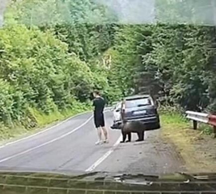 beruang cokelat - ilustrasi artikel Turis Tak Sadar Dicium Beruang Cokelat di Transfagarasan