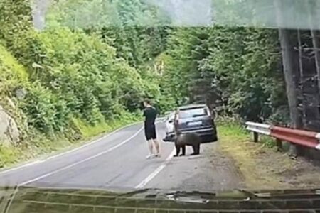 beruang cokelat - ilustrasi artikel Turis Tak Sadar Dicium Beruang Cokelat di Transfagarasan