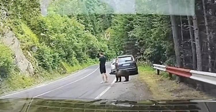 beruang cokelat Turis Dicium Beruang Cokelat di Transfagarasan beruang cokelat - ilustrasi artikel Turis Tak Sadar Dicium Beruang Cokelat di Transfagarasan