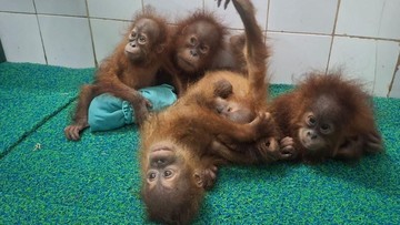 bayi orang utan - ilustrasi berita Misteri 5 Bayi Orang Utan di India, Perdagangan Satwa dari Indonesia atau Malaysia?