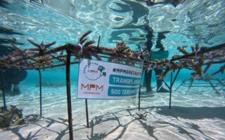 transplantasi terumbu karang - ilustrasi berita MPMX resmikan program transplantasi terumbu karang di Pulau Messah