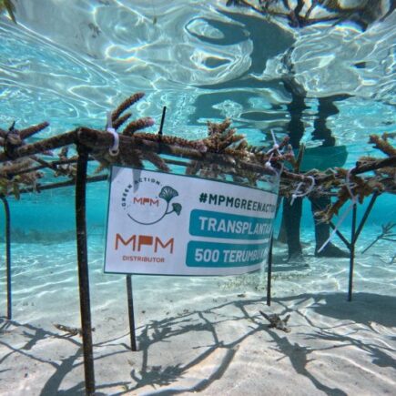 transplantasi terumbu karang - ilustrasi berita MPMX resmikan program transplantasi terumbu karang di Pulau Messah