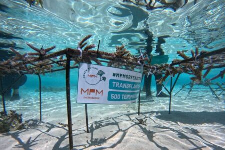 transplantasi terumbu karang - ilustrasi berita MPMX resmikan program transplantasi terumbu karang di Pulau Messah