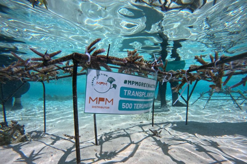 transplantasi terumbu karang MPMX resmikan program transplantasi terumbu… transplantasi terumbu karang - ilustrasi berita MPMX resmikan program transplantasi terumbu karang di Pulau Messah